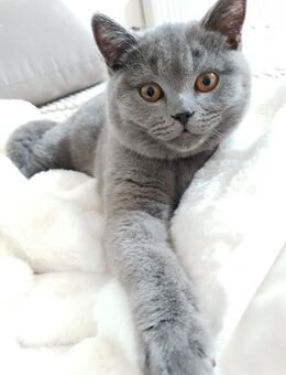 BKH Britisch Kurzhaar Katze Blau Reinrassig Babykatzen - Lenzkirch
