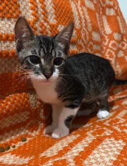 Pepper aus dem Tierschutz - Grevenbroich