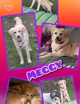 Hübsche Meggy- auf Pflegestelle! - Nürnberg