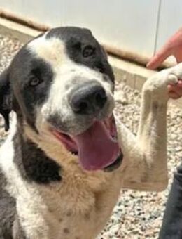 MAX - seine Besitzerin ist verstorben - Regensburg