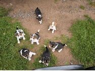 7 Jack Russel Welpen suchen Familien - Vacha