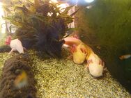Vier Axolotl mit Aquarium, Schrank, Pumpe usw. für 50€ an Selbstabholer abzugeben. - Rüsselsheim