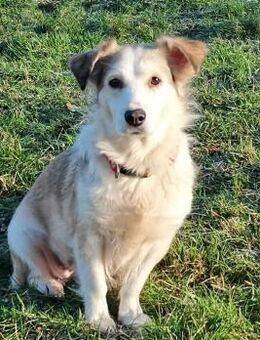 LORA sanfte, liebevolle Hündin - Koblenz