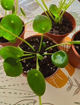 4 ableger von meiner pilea - Perleberg