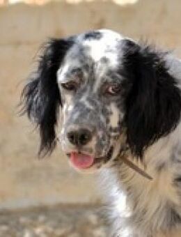 Azar-Setterschatz hat viel durchgemacht - Mettmann