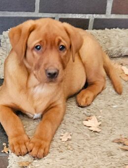 Labrador Foxred Welpen 1 Rüden - Molbergen