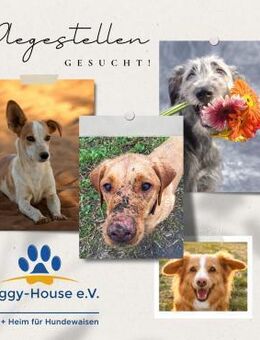 🙏Wir suchen DRINGEND Pflegestellen!🙏 - Eutingen (Gäu)