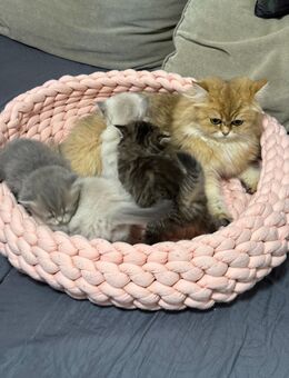 Wunderschöne Britisch Langhaar Kitten abzugeben - Abholung - München