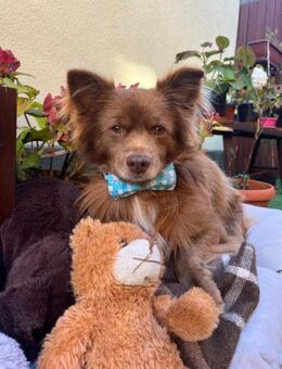 Timon braucht Ruhe und Souveränität - Chemnitz