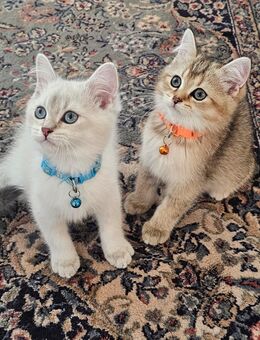 Kitten suchen neues zuhause - Leipzig