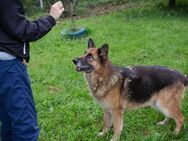 LOIC - Senior mit richtigem Elan - Overath