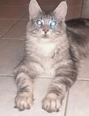 Maine Coon Katerchen mit Stammbaum in 71540