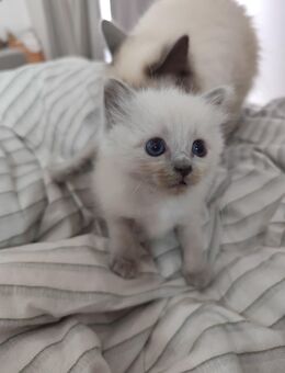 Ein reinrassiges Heilige Birma Kittenbaby sucht ein liebevolles Zuhause ❤️ - Paderborn