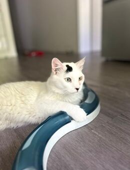 FeLV Kater Ted aus dem Tierschutz - Grevenbroich