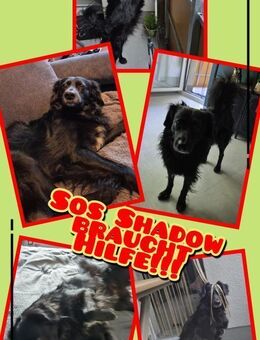 SHADOW wird zum NOTFALL!!! - Nürnberg