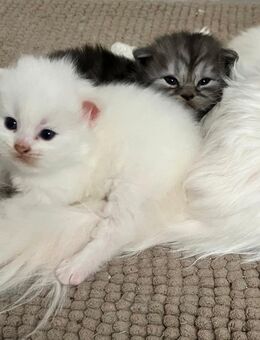 BLH Britisch Langhaar Kitten Jungs & Mädchen - Rothenburg (Tauber)