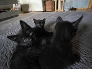 Siam Mix Kitten - Tecklenburg