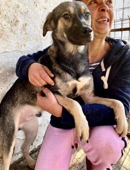 Ängstlicher Katzenfreund Sancho - Koblenz