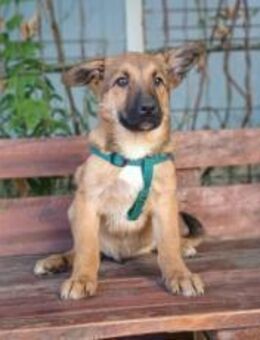 Wer gibt Zalan ein liebevolles Zuhause ? - München