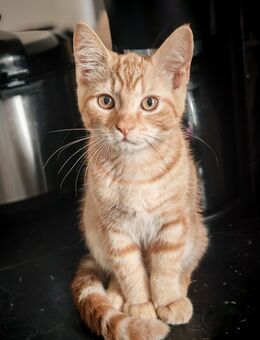 Bkh Kitten Kater Abgabebereit - Rendsburg
