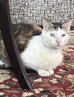Felix sucht ein schönes Zuhause - Blankenheim (Nordrhein-Westfalen)