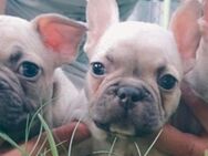 Französischer Bulldogge - Landau (Pfalz)