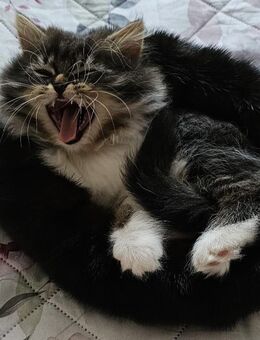 🐾 Baby-Perserkater – 2,5 Monate - Frankfurt (Main)