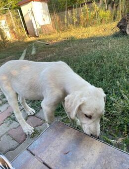 🐾 Verspielter Welpe Bonno 💙 - Eislingen (Fils)