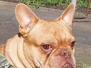 Fr. Bulldogge sucht tolle Menschen - Bergkamen