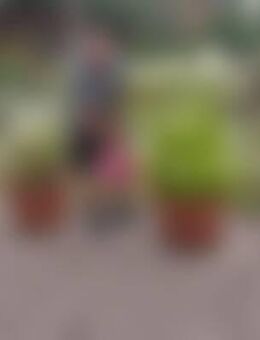 Kre*** - Heringen (Helme)