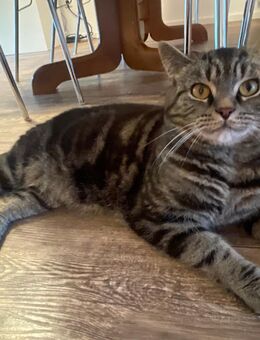 Lui und Luki, liebevolle British-Kurzhaar-Kater suchen ein neues Zuhause - Hanau (Brüder-Grimm-Stadt) Großauheim