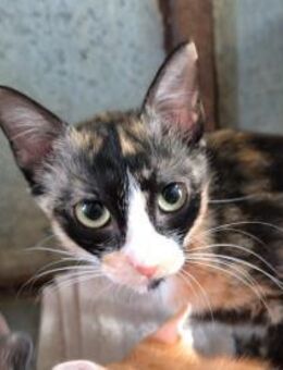 Carla - Glückskatze sucht DICH! - Walluf