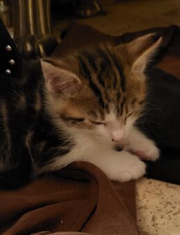 Katerchen Main Coonmix sucht neues zu Hause - Ellefeld