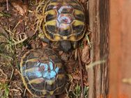 Junge griechische Landschildkröten THB von 2024 mit Cites-Bescheinigung - Königslutter (Elm)