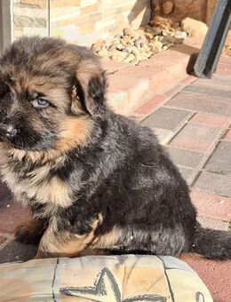 Schäferhund-Welpe Langstockhaar sucht neues Zuhause - Weißenfels