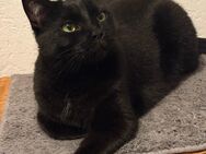 3-jährige BKH-Mix-Katze in liebevolle Hände abzugeben - Nordhorn