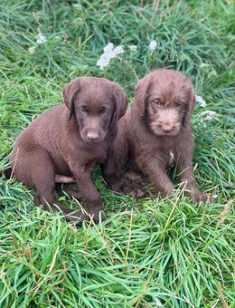 2 bezaubernde Labradoodle Welpen suchen noch ein Bestplatz - Aachen