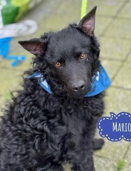 Mario ein sanfter wundervoller Rüde - Mannheim