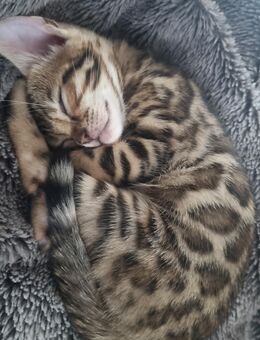 Reinrassige Bengal Kitten - Laufach