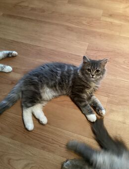 Ragdoll mix Kitten - Wiesenfelden