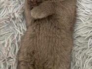 BKH kitten, britische kurzhaar katzen - Essen
