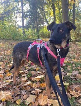 03042 Cottbus / BB - Hündin Mera - Weilheim (Oberbayern)