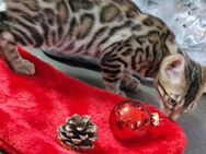 Bengal Kitten Abgabebereit - Hörstel