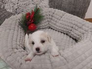 Wunderschöne Bichon Frisé Welpen sind auf der Suche nach einem neuen Zuhause ❤️ - Straubing