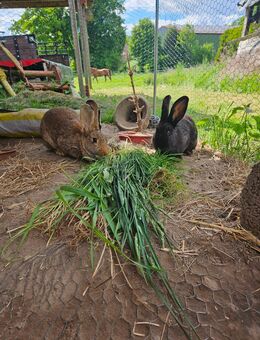 2 Kaninchen, weiblich - Wriedel