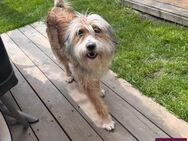 Bristina -Maus sucht kuscheliges Zuhause - Spenge