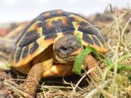 Italienische Landschildkröten Thh - Toskana 2023 - Nattheim