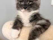 * Liebe Hübsche Coonie * Maine Coon Kitten Katze schöne Pinsel mit Stammbaum - Herten