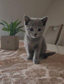 Russisch Blau Kitten - Weibchen - Herne