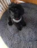 Zwergpudel-Welpen in 34639